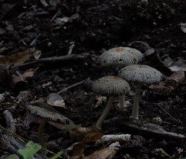 Onion-Stalk Lepiota or Onion-Stalk Parasol