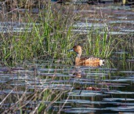 Fulvous Whistling-Duck (Dendrocygna bicolor)