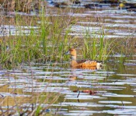 Fulvous Whistling-Duck (Dendrocygna bicolor)