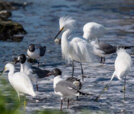 Snowy Egrets and Laughing Gulls