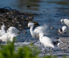Snowy Egrets and Laughing Gulls