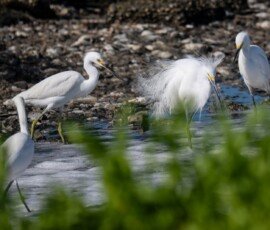 Snowy Egrets