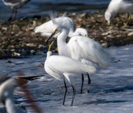 Snowy Egrets and Laughing Gulls