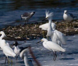 Snowy Egrets and Laughing Gulls