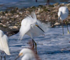 Snowy Egrets
