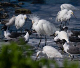 Snowy Egrets and Laughing Gulls