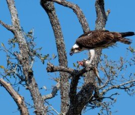 Osprey with fish meal