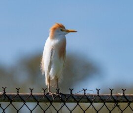 Cattle Egret