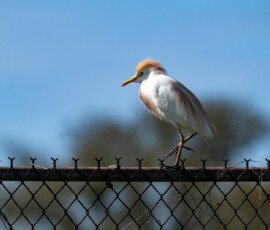 Cattle Egret