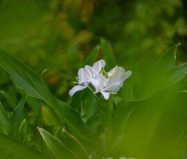White Ginger Lilies (Hedychium coronarium)