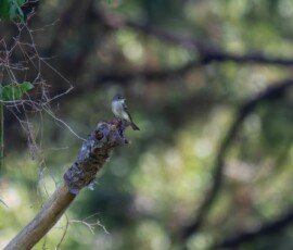 Eastern Wood-Pewee