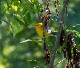Prothonotary Warbler