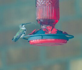 It's tongue stays out, could be from fungus from birdfeeders or a defect