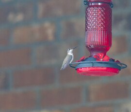 Rare Hummingbird at Our feeders