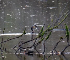 Ward Bayou