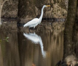 Ward Bayou