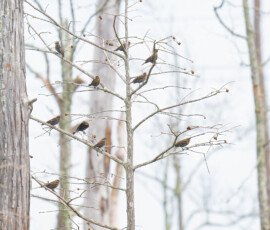 Nature's ornaments!