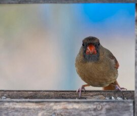 Would you like a napkin?