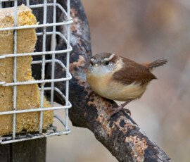 What are you looking at?