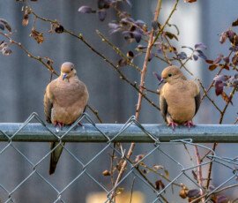 Hello, are you listening?