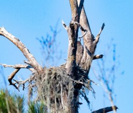 One of the parents and the nest. Thee is a tiny glimpse of one of the owlets. I hesitate to even tell you. It is just to the left of the center large upright limb above the moss, all you can see is the back of it's head. I'll do better when they get older.