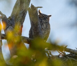 sitting on the side of their nest