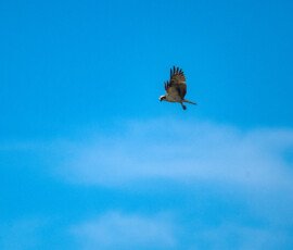 Hunting