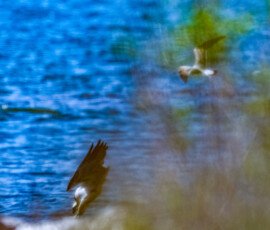 The final dive to catch the mullet. At the last minute the scene was behind the Marsh Grass.