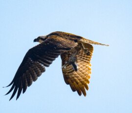 with is Mullet catch