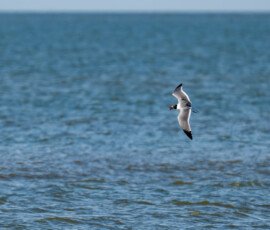 With what I think is a fiddler crab, but mostly guessing, your guess?