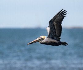 Flew just in front of me