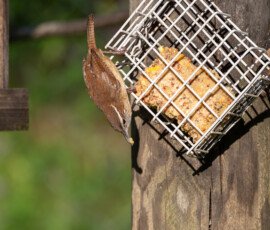 Carolina wren