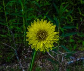 Carolina Desert-chicory