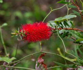 I have always like bottlebrushes, they are messy but I still like them