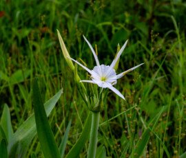 One of my most favorite of wild flowers