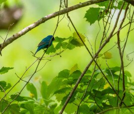 Indigo Bunting (Passerina cyanea)