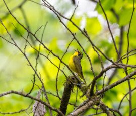 Singing to all the world!