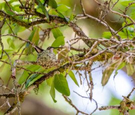 That nest is just a tiny bit larger than a golf ball!