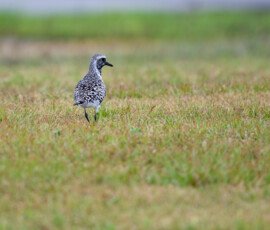 In breeding colors