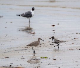 Willet - front left, Black-bellied Plover -right