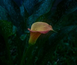 The first Calla lily of this year with, hopefully many more.