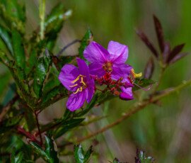 Or Common Meadow Beauty, and she is beautiful!