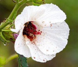 With a bee pollinator, this is a different flower and bee from the one last week