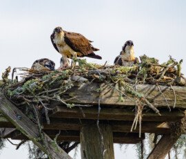 This is the family above Weeks, Bayou, they are all off on their own no.