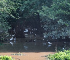 an assortment of great egrets, white ibis, little blues and others