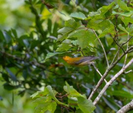 Hunting insectes