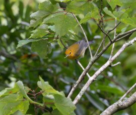 hunting for young chick