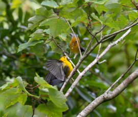Parent feeding young