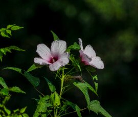 HAlberd-leaf rosemallow (Hibiscus laevis)