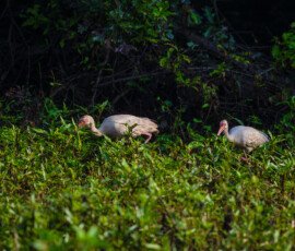 two Ibis feeding